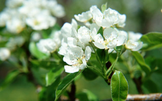 White flower branch green leaves 3 - a white flower free wallpaper for desktop