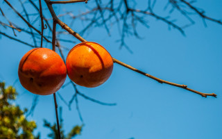 Orange blossoms blue sky branch - leaf free wallpaper