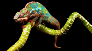Colorful chameleon branch black background - a colorful chamelon free wallpaper