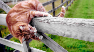 Cat fence stretching blurry outdoors 2 - a wooden fence free wallpaper