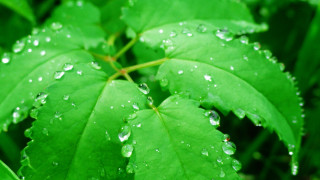 Green leaf water droplets bokeh 9 - water droplet free wallpaper