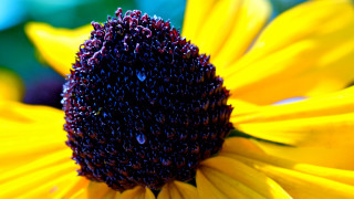 Yellow flower water droplets macro 21 - shallow free wallpaper for desktop