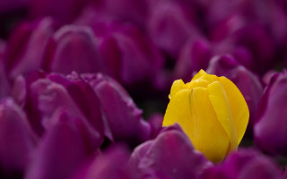 Yellow flower purple field water - a yellow flower free wallpaper