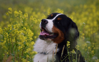 Dog flower field outdoor bush - tongue free wallpaper