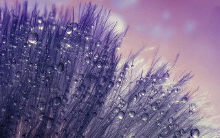 Water drops pink sky macro - a close up of a plant free wallpaper