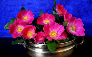 Pink roses metal pot blue - eliot hodgkin free wallpaper