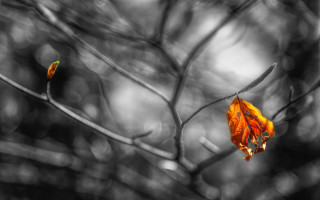Leaf decay blurrybackground ultrafinedetail burning - a blurry background of leaves free wallpaper