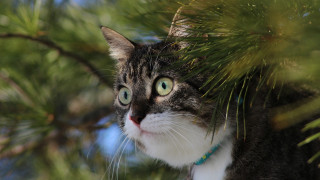 Cat branch green eye bamboo - depth of field free wallpaper