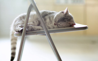 Sleeping cat chair blurry depth - the chair free wallpaper
