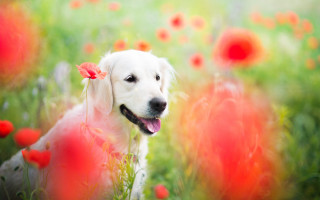 Dog flower field impressionist christmas - a field of flowers free wallpaper