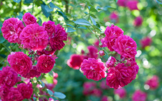 Pink flowers garden blurry bokeh - a garden free wallpaper