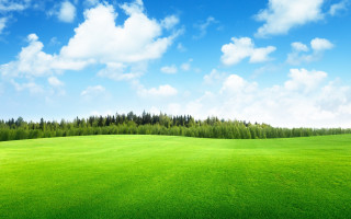 Green field trees blue sky 3 - a green field free wallpaper