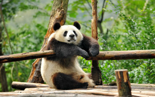 Panda log forest nature blurry - in a forest area free wallpaper