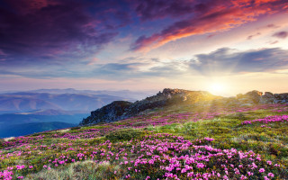 Mountain flower field sunset clouds - a field of flowers free wallpaper