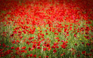 Red flower field yellow background - red flower free wallpaper