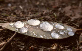 Snowy leaf macro photorealism blurry - depth of field free wallpaper