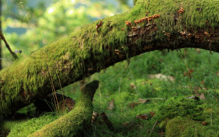 Mossy tree branch forest green - a moss free wallpaper