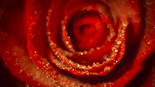 Red rose water droplets macro - a red rose free wallpaper