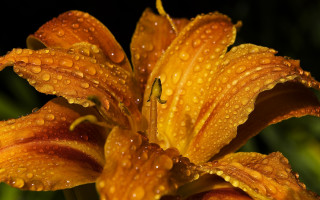 Flower water droplets macro autumn - water droplet free wallpaper