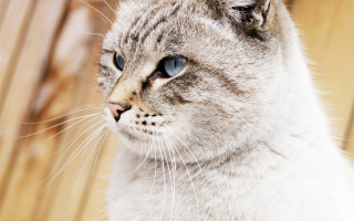 Cat blue eyes wood background - a wooden wall behind free wallpaper