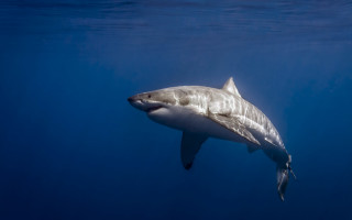 Great white shark fish mouth - great free wallpaper