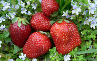 Strawberries flower field blue bow - lush free wallpaper for desktop