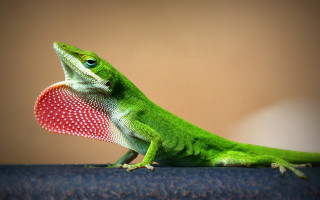 Green lizard red heart tabletop - adam rex free wallpaper