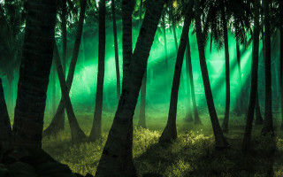 Bamboo forest green light holography - lot of trees free wallpaper