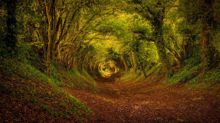 Dirt road forest leaves green - both side of it free wallpaper