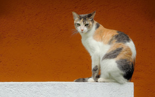 Cat ledge orange wall white - a black nose free wallpaper