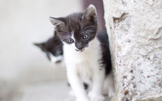 Curious kitten rockwall toyism jigsaw - corneille free wallpaper