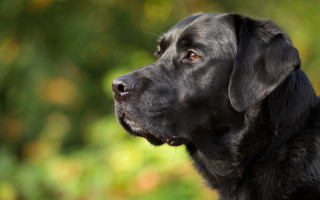 Black dog green background looking - a blurry background of trees and bushes free wallpaper