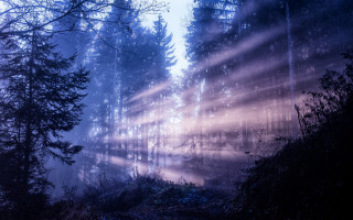 Magical forest light beam night - lot of trees free wallpaper