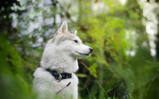 White husky dog in grass - husky free wallpaper