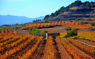 Vineyard hill trees mountains autumn - a hill in the background and trees free wallpaper