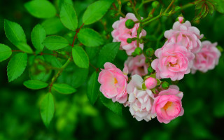 Pink flowers green leaves bush - rose free wallpaper