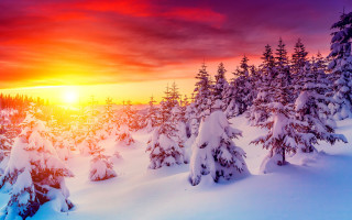 Sunset snowy forest bob ross - covered ground free wallpaper