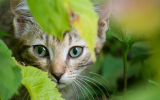 Cat peeking leafy plant wide - naturalism free wallpaper
