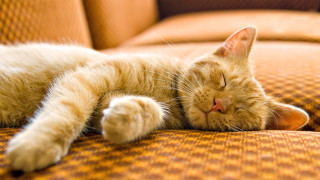 Cat sleeping couch blurry tranquil - the arm of the couch free wallpaper