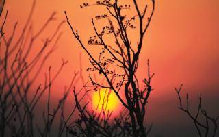 Tree sunset bamboo branch clouds - digital free wallpaper