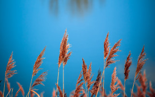 Grass water sky clouds autumn - depth of field free wallpaper
