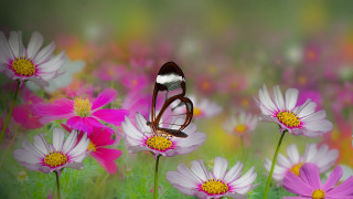 Butterfly flower field macro blurry 2 - macro photography free wallpaper for desktop