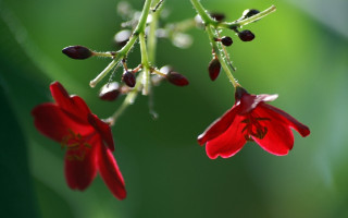Flower bubble macro depth of - claire dalby free wallpaper