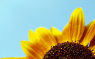 Sunflower blue sky macro autumn - a sunflower free wallpaper