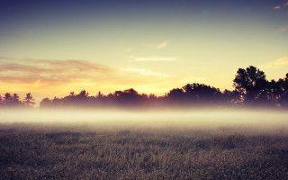 Foggy sky trees cityscape dusk - volumetric fog free wallpaper