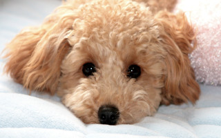 Dog laying bed blanket wideeyes - chang daichien free wallpaper
