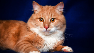 Cat sad orange felix blue - a character portrait free wallpaper