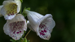 White flowers red spots green - red spot free wallpaper