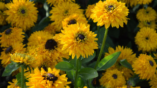 Yellow flower bee macro summer 2 - a bee free wallpaper