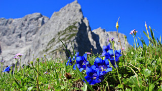 Blue flower mountain grass sky - blue flower free wallpaper for desktop